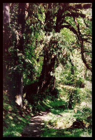 Ancient Forest Essences